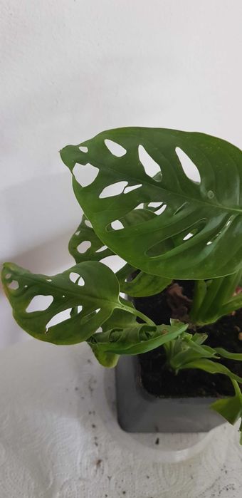 Monstera Monkey Mask Dekoracyjna 3w1 Małpka Liście z Dziurami