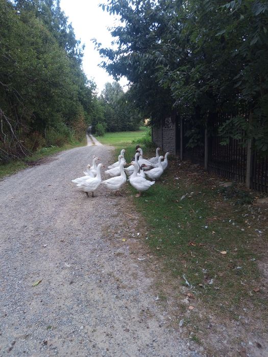 Sprzedam gęsi i kaczki