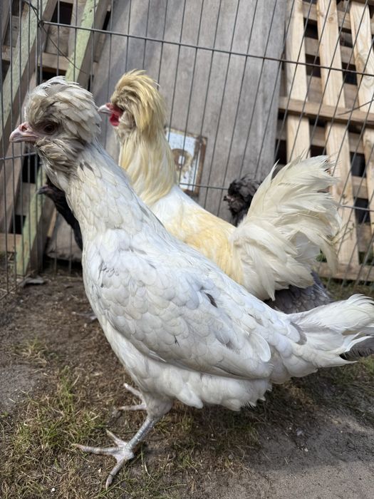 Czubatka duża kury kogut