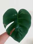 Monstera Albo variegata- F