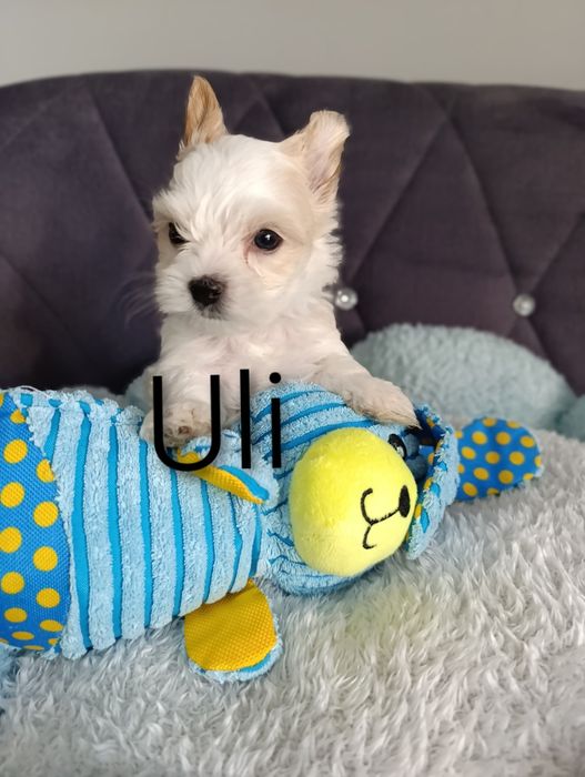 Malutki chłopczyk Golddust Yorkshire terrier