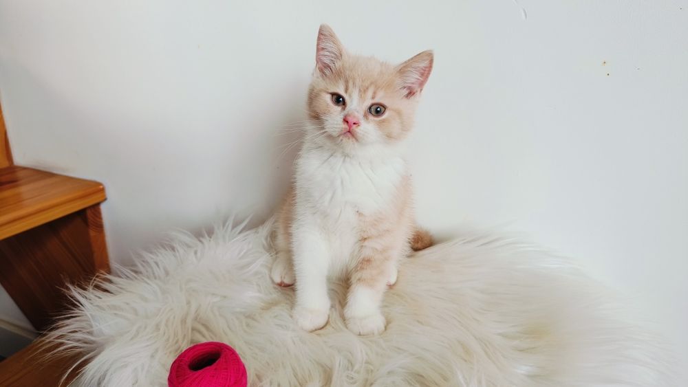 Kocięta Szkockie. Kocurek Biało rudy. Rodowód