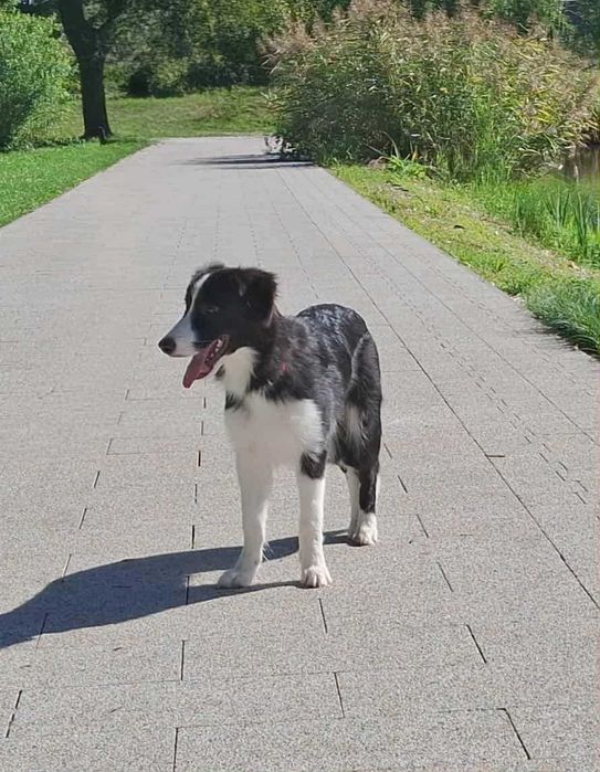 Border collie - piesek z metryką ZKwP
