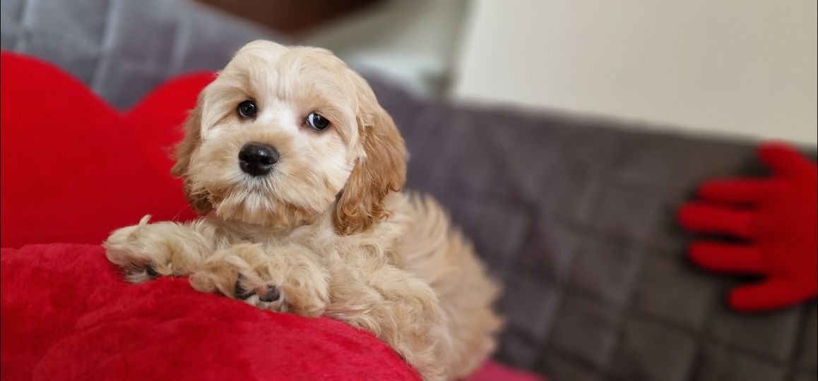 Cocapoo cocker spaniel amerykański I pudel czerwony