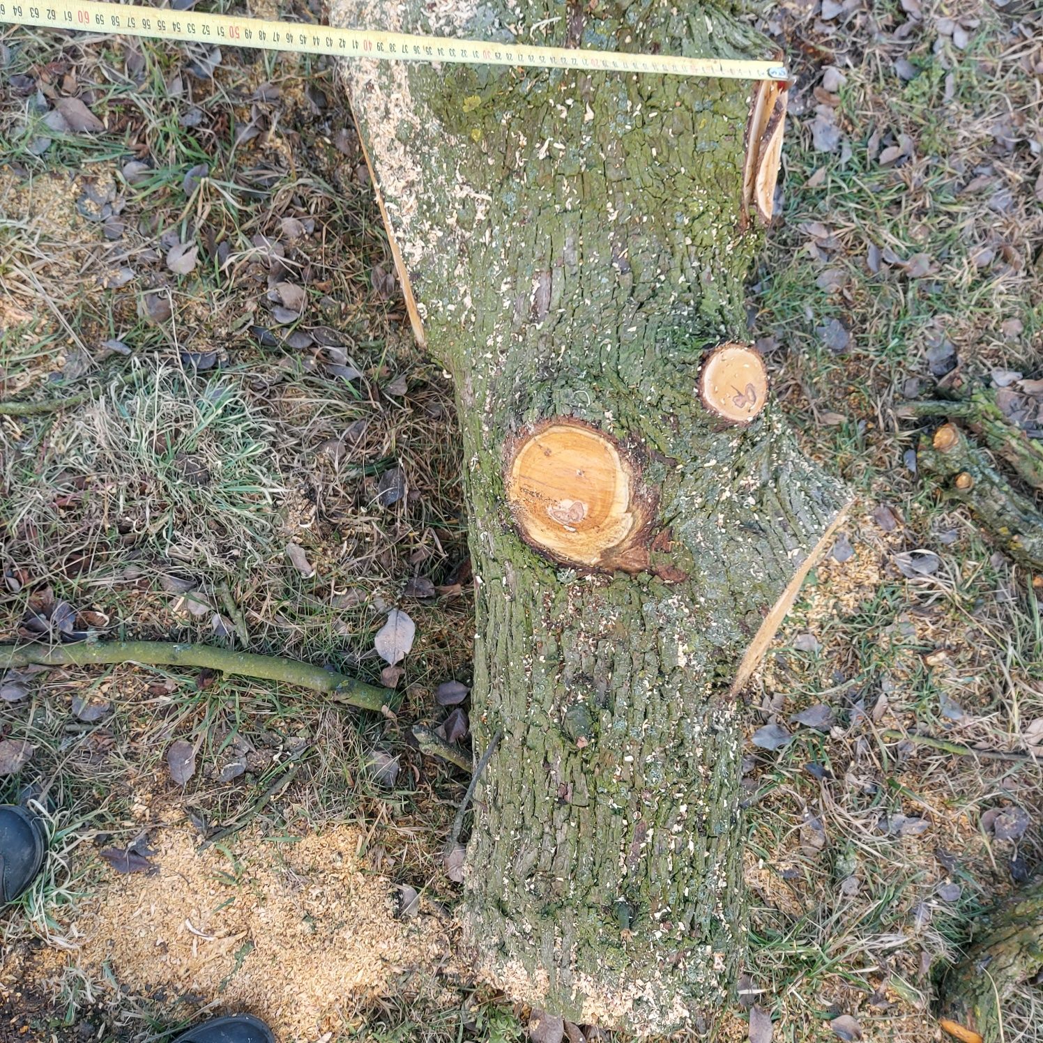 Pień gruszy 7,3m