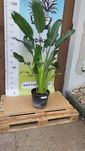 Strelitzia Reginae 150 cm - egzotyczna roslina doniczkowa  wysylka!