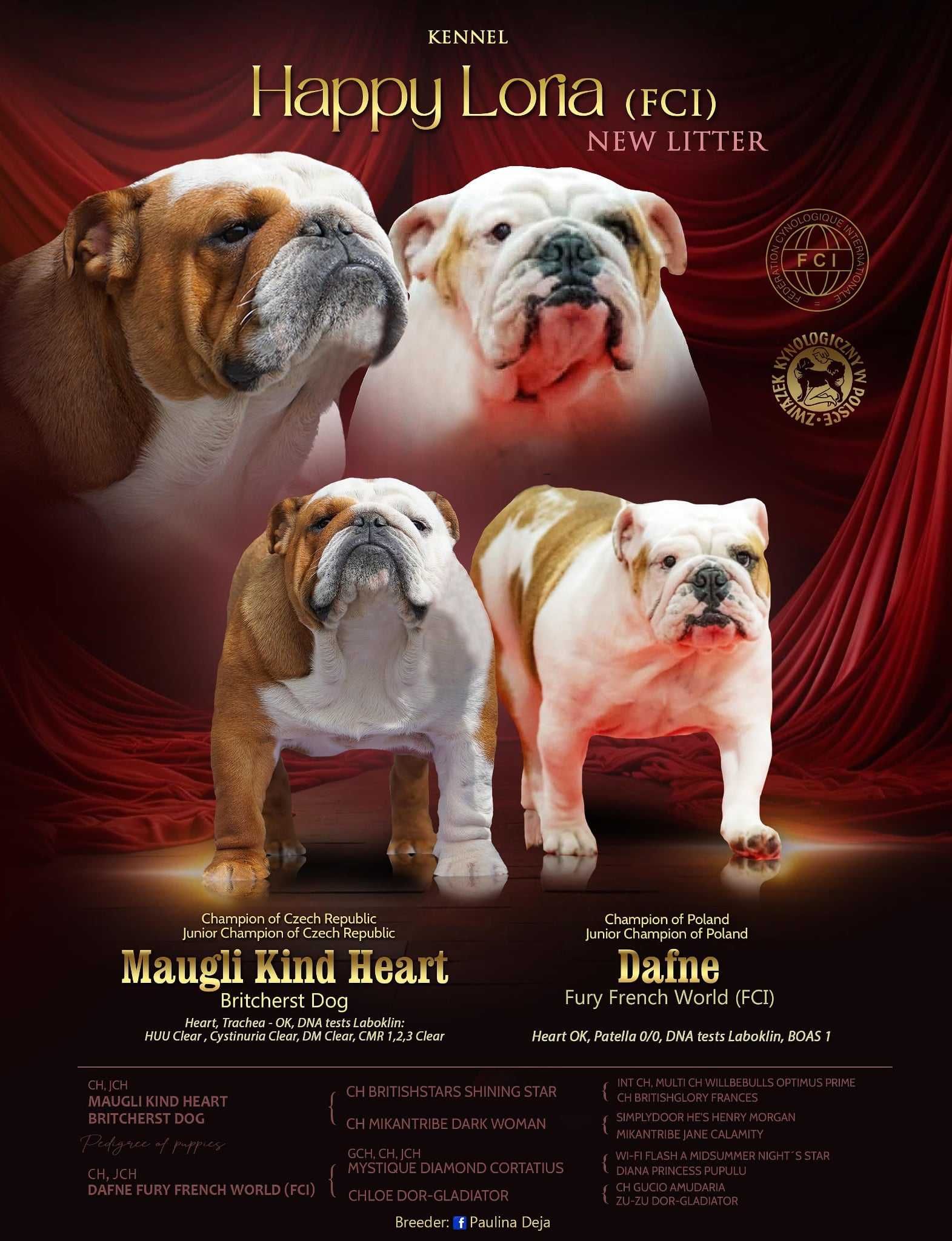 Buldog angielski - samiec ROCKY - ZKWP / FCI