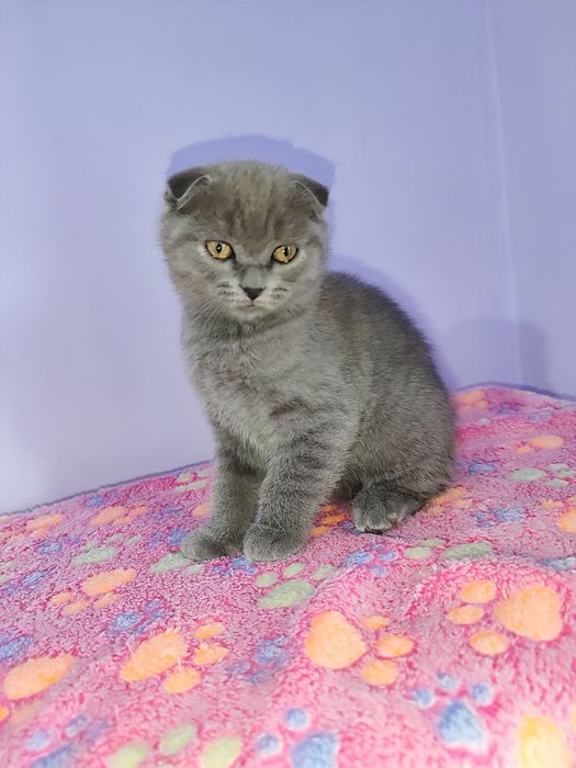 Дівчинка Scottish fold
