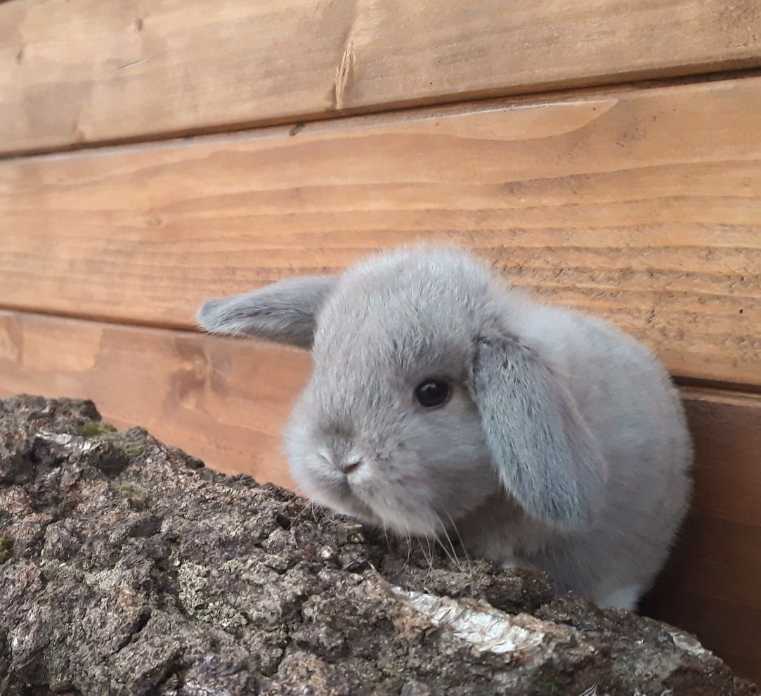 Królik karzełek baranek perłowy mini lop