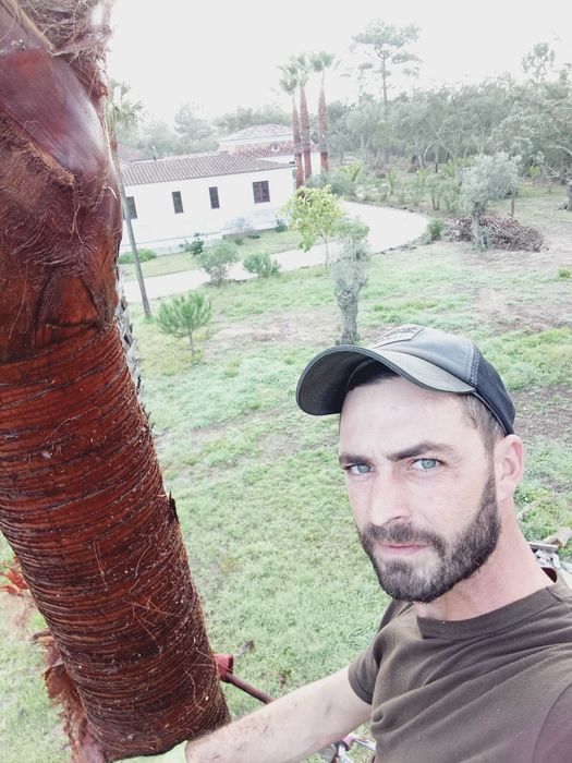 Corte e poda de árvores