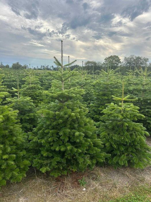 Piękne Jodły kaukaskie Sprzedaż OKAZJA 150-400cm Dostawa