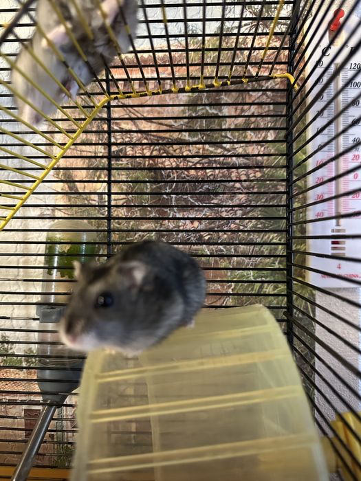 Продам хомяка джунгарика, хомяки джунгарики, джунгарський хомяк