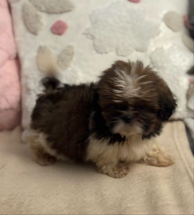 Shih Tzu piesek szczeniak