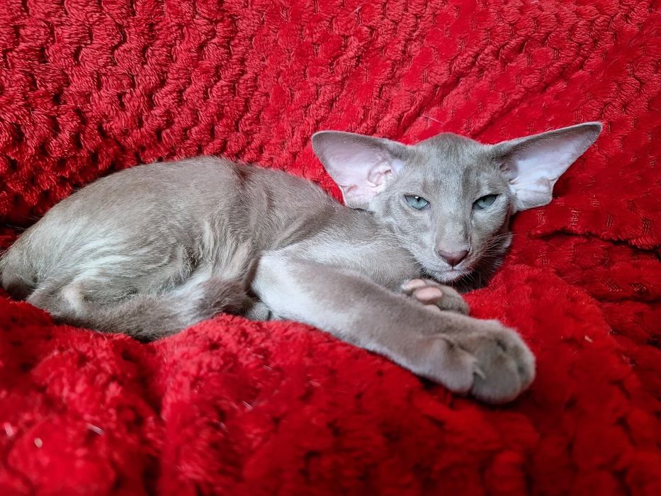 Лиловый ориентальный мальчик