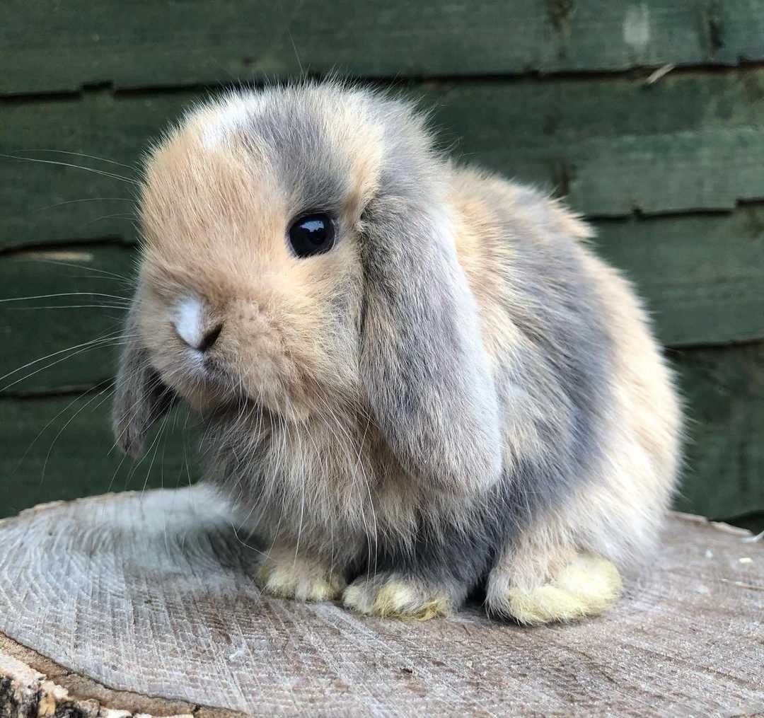 KIT Coelhos anões orelhudos, mini lop adoráveis e super inteligentes