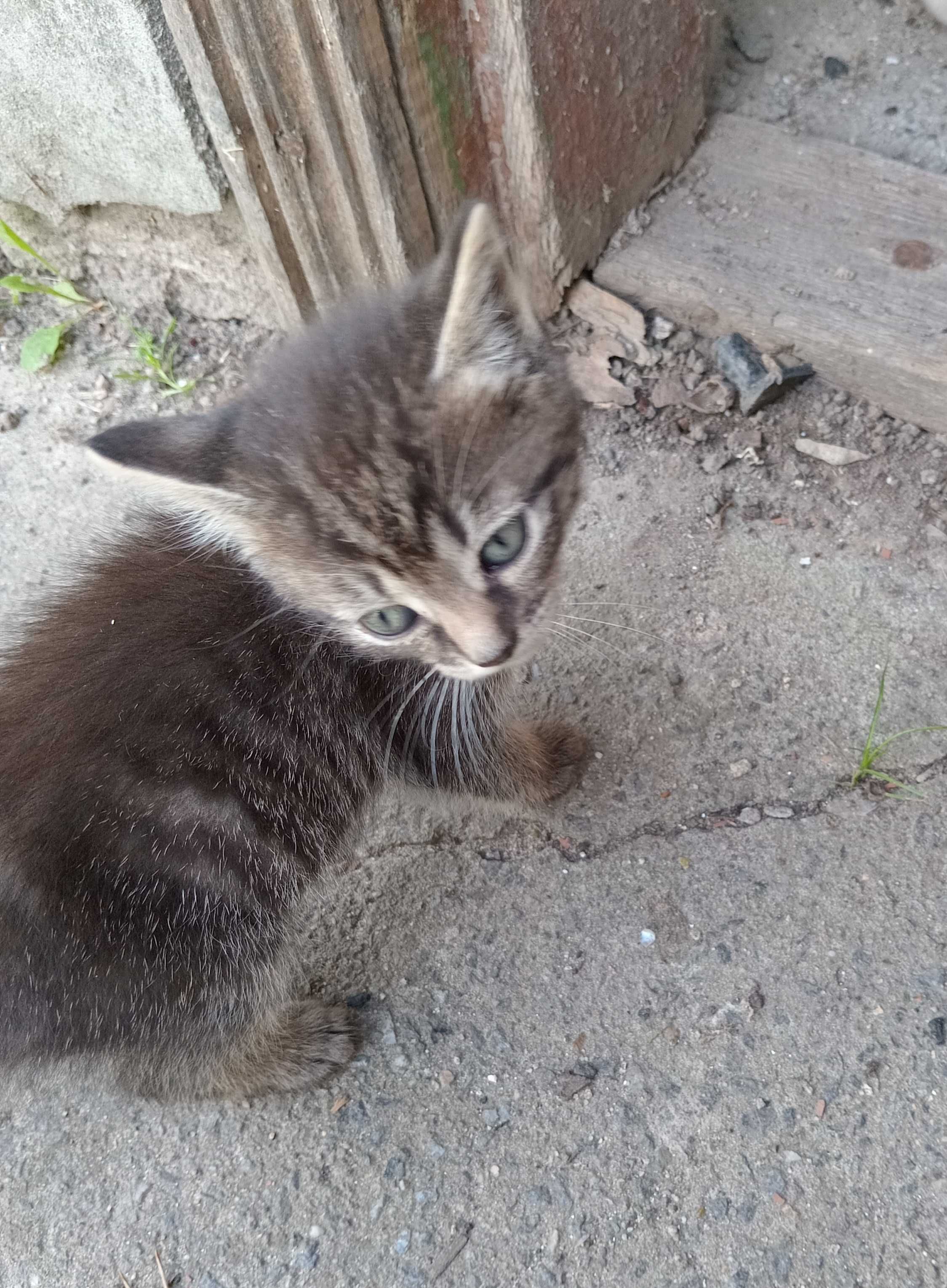 Маленькі кошенята