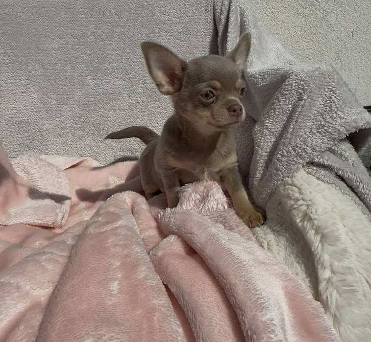 Chihuahua piesek lilac tan