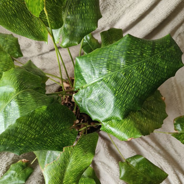 Roślina doniczkowa Calathea musaica 'Network' kalatea sieciowata
