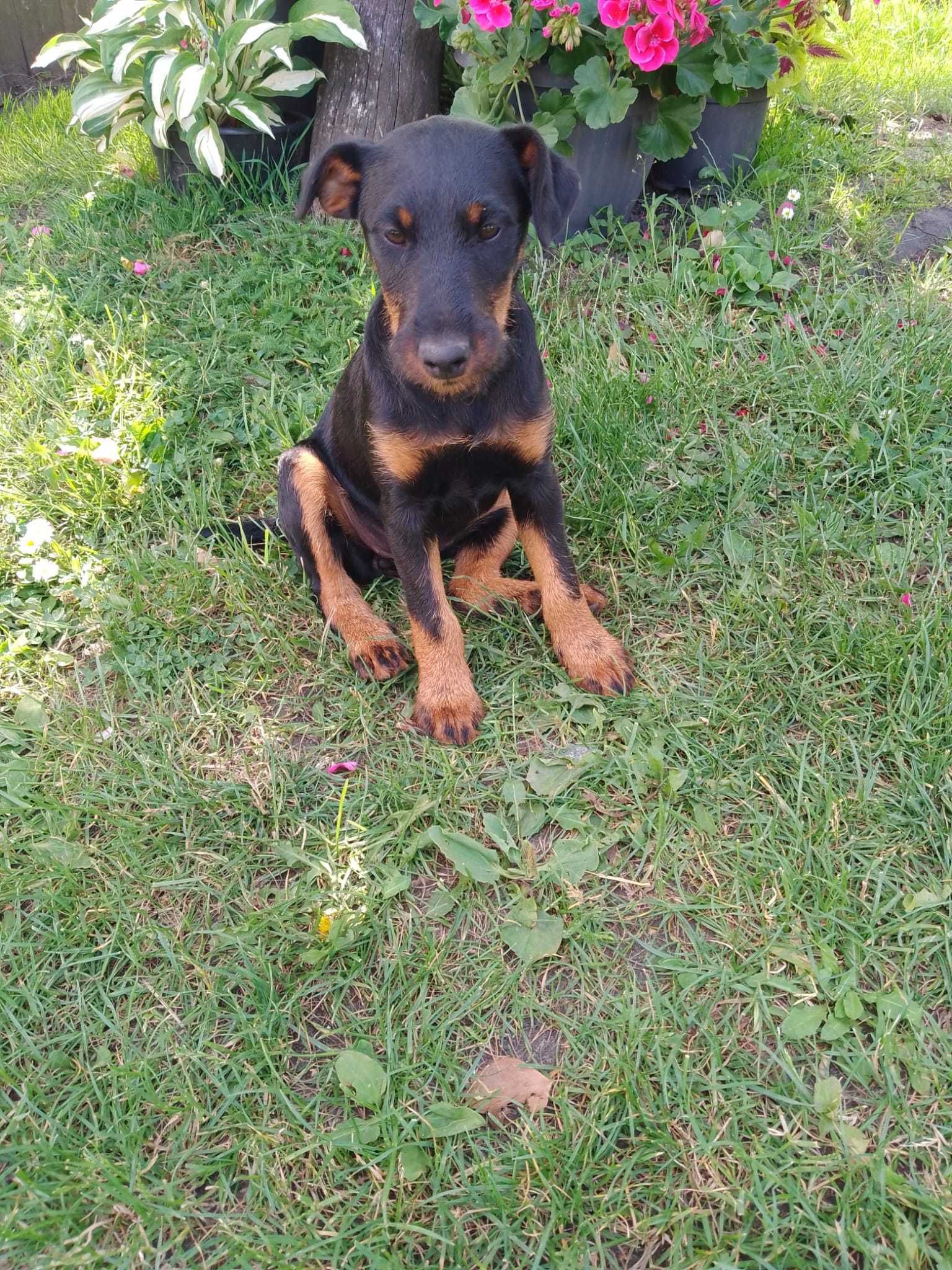 Terier niemiecki Jagdterrier