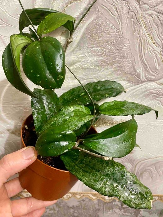 Hoya erythrina (хойя эритрина)