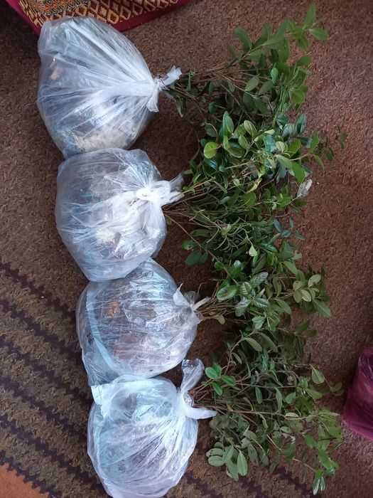 Саджанці чорниці, брусниці, малини, фундука.