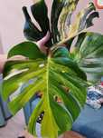 Monstera yellow Marilyn cała roślina 3 liście nie marmorata aurea