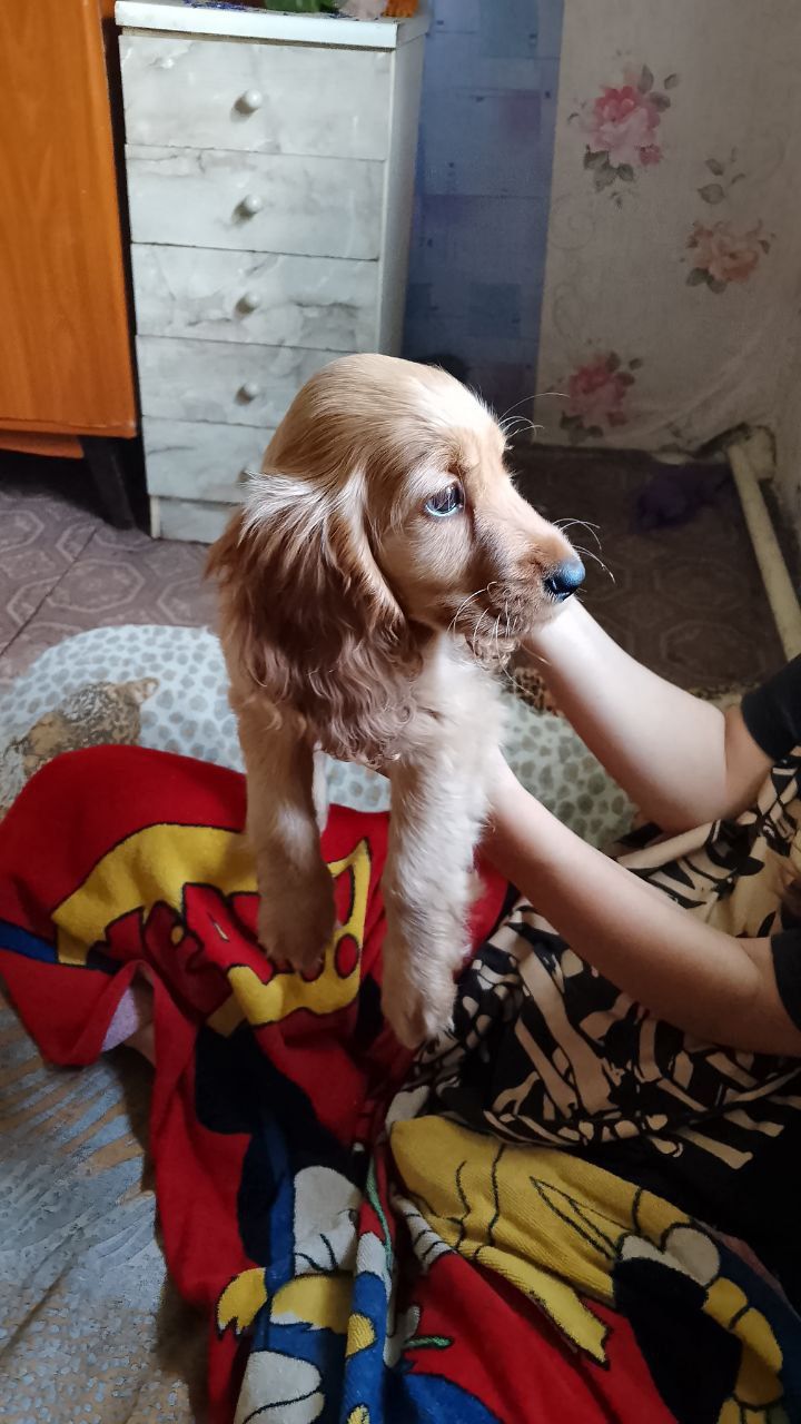 Продам цуценят англійський кокер спаньєль