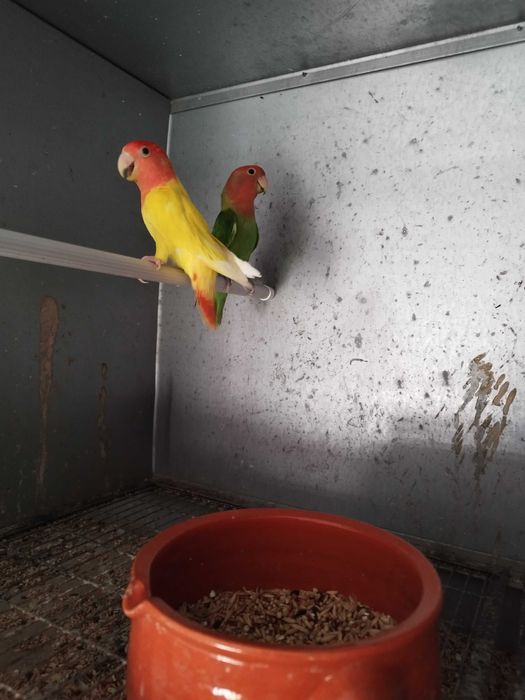 Agapornis Roseicollis Casais adultos reprodutores