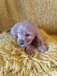 Suczka Cocker Spaniel Angielski