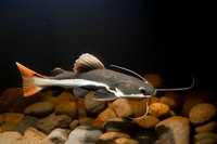 Redtail Catfish (Phractocephalus Hemioliopterus)