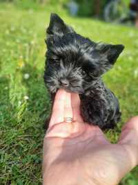Czarny piesek Yorkshire Terrier