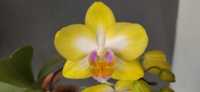 Орхидея. Фаленопсис.