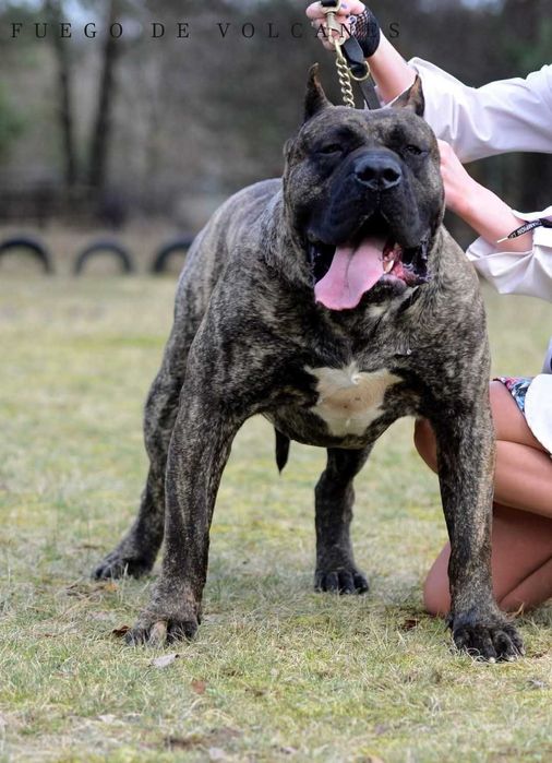 Presa/dogo canario/ dog kanaryjski  ZkwP FCI