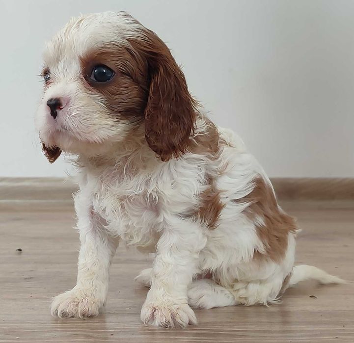 Suczka Cavalier King Charles Spaniel
