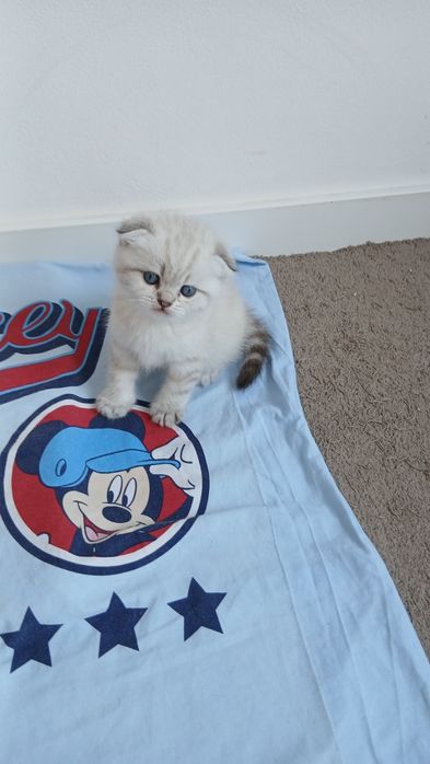 Macho Scottish Fold.