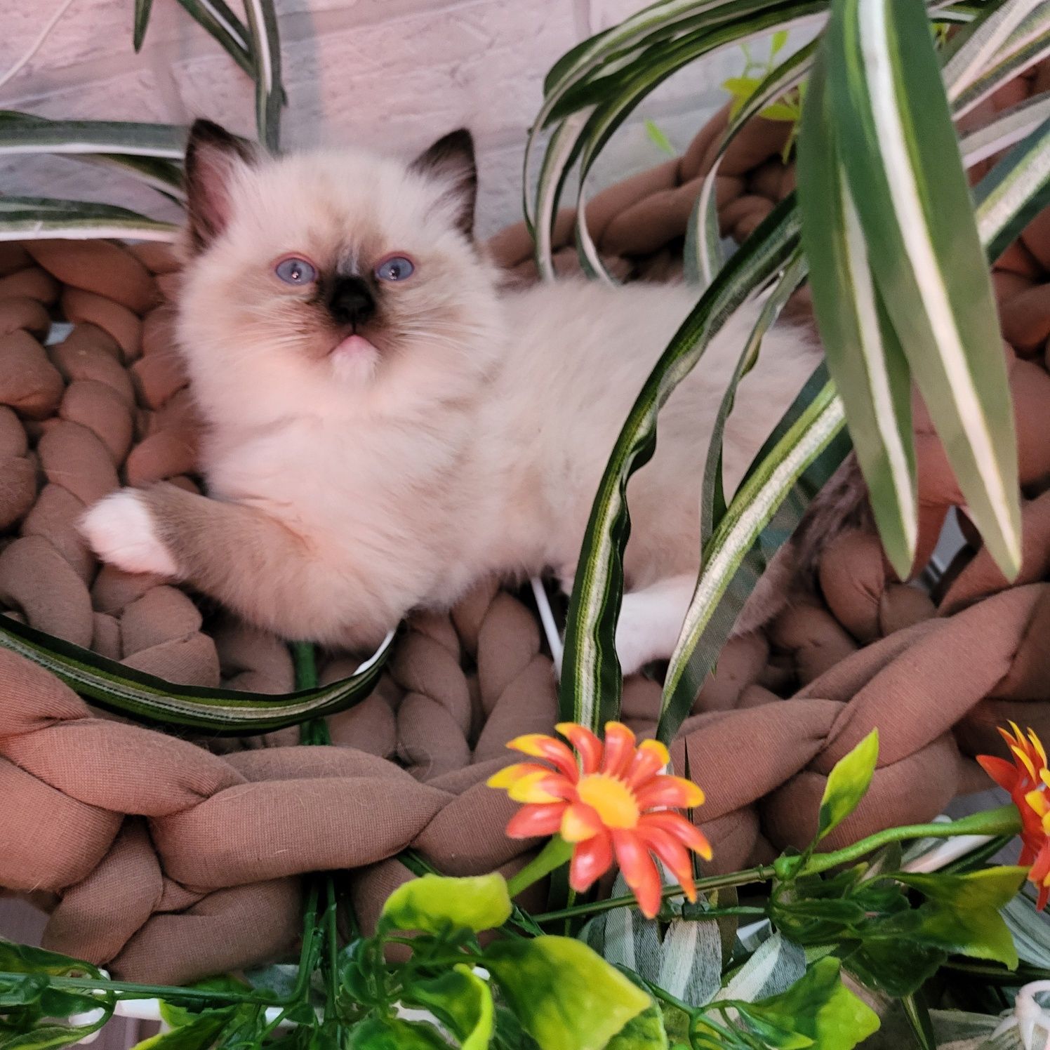 Ragdoll kocurek Nikolas