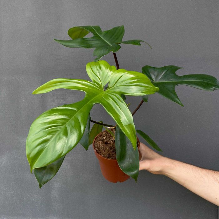 Philodendron Florida Green Filodendron Ogrzewacz w cenie