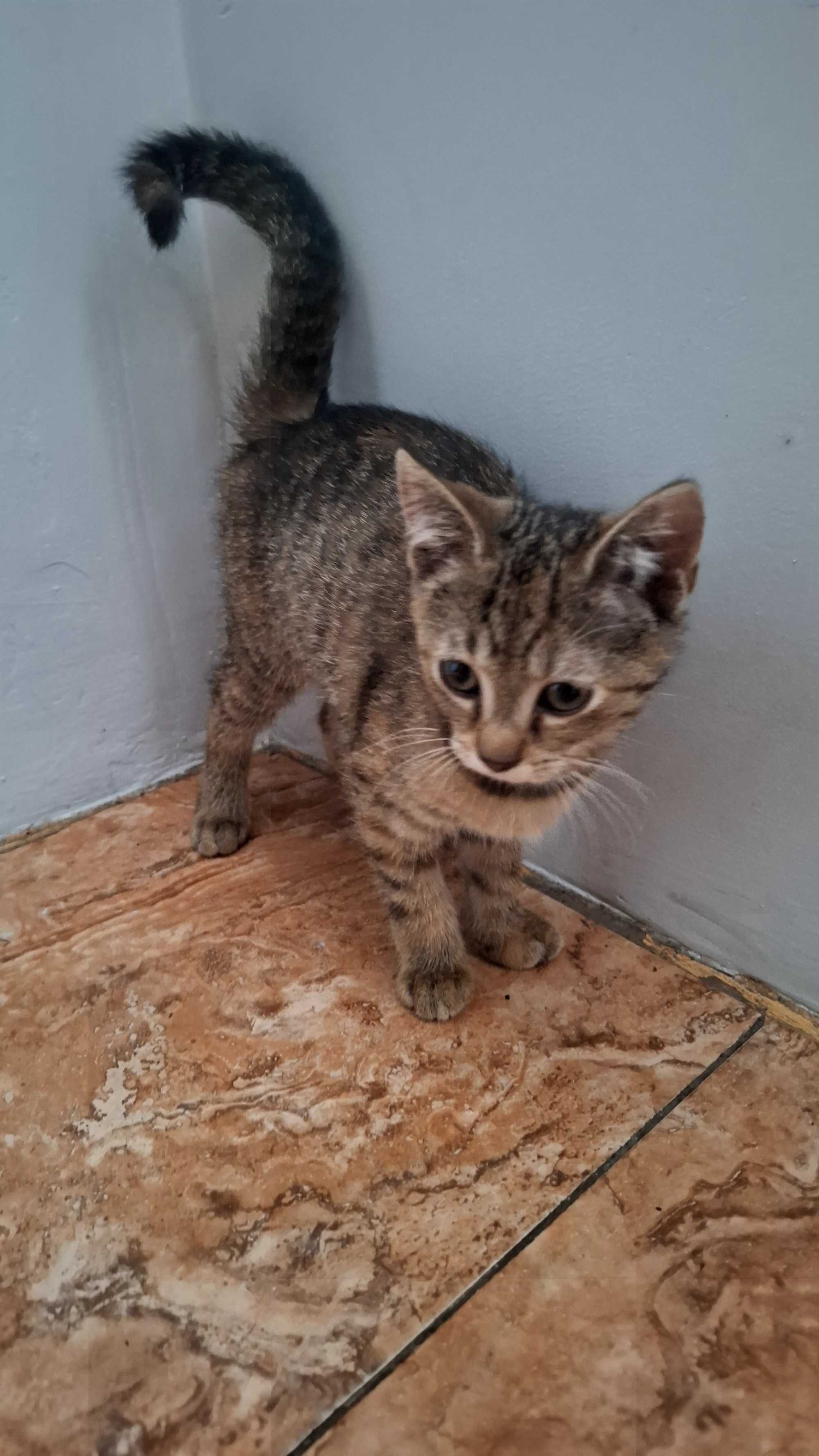 Dwa male kotki szukaja domu