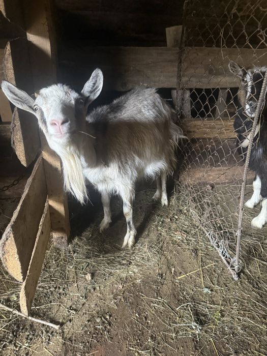 Продам чотири кози