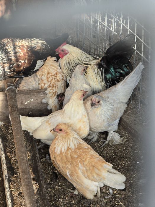 Kury karzełki łapciate