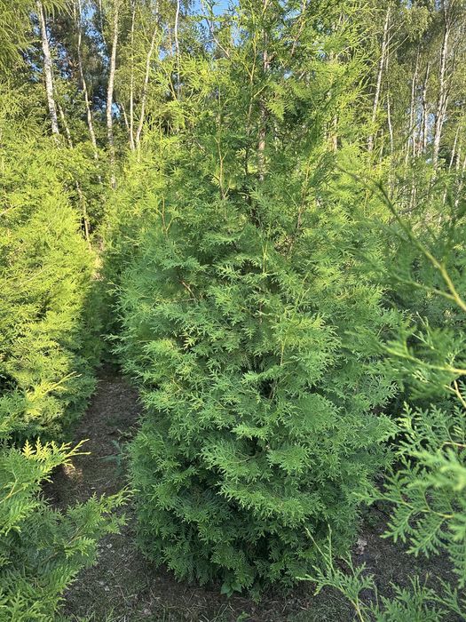 Thuja Brabant Tuja 2-3m Transport Sadzenie