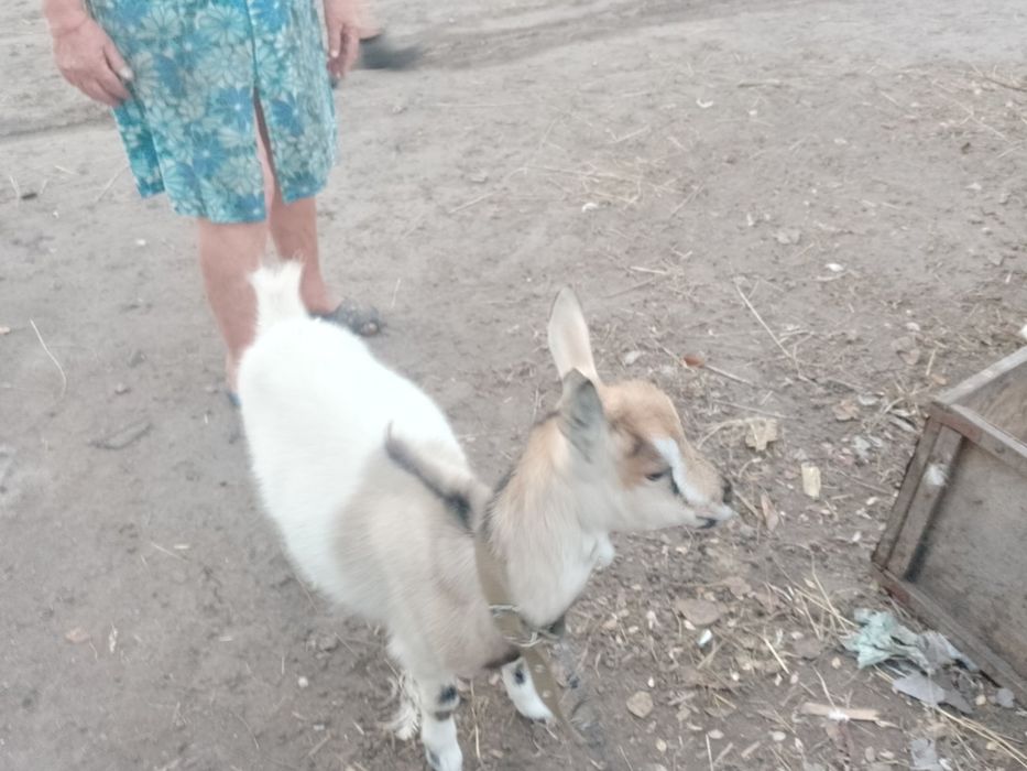 Продам козенят ціна за одного