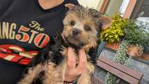 Yorkshire terrier tricolor OSTATNIA!