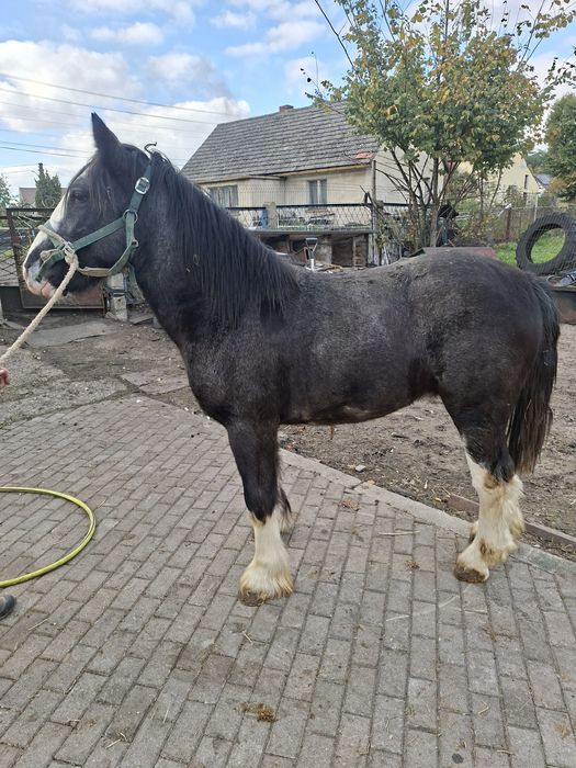 Sprzedam ogierka tinker coob grypsy