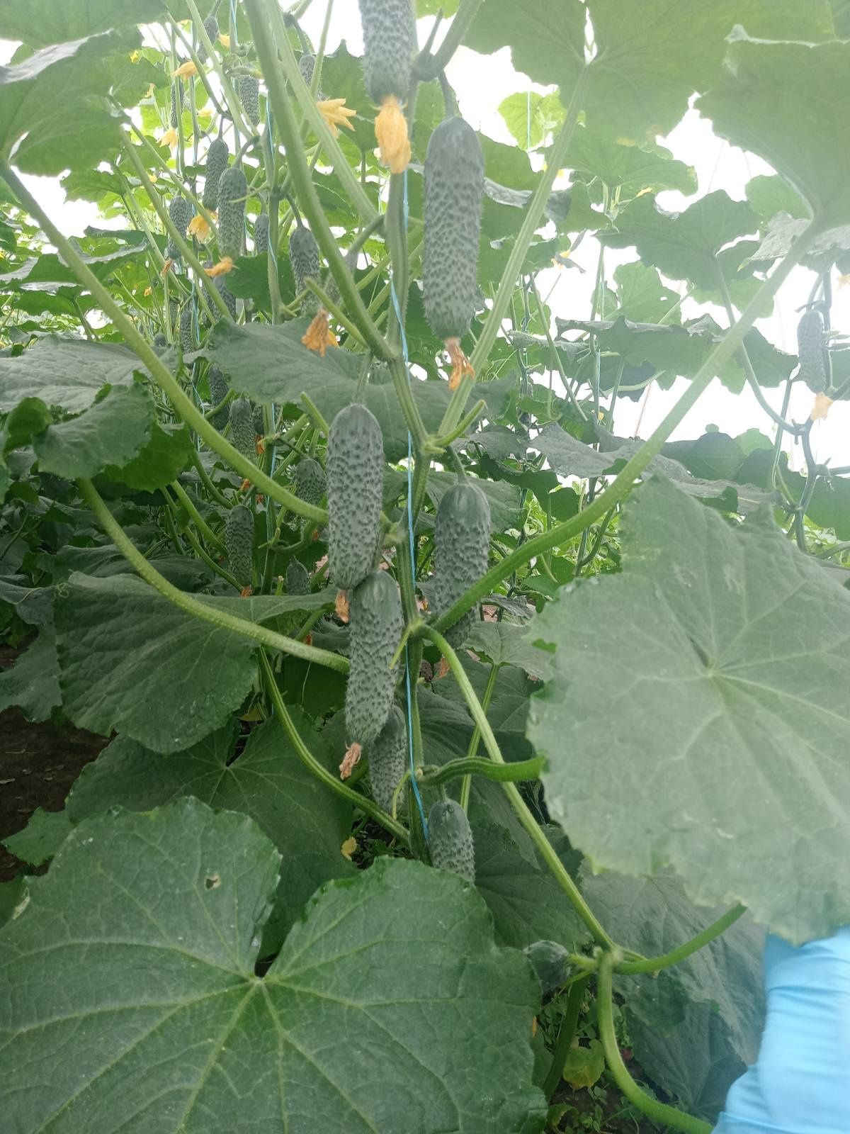 Продаємо огірки на консервування