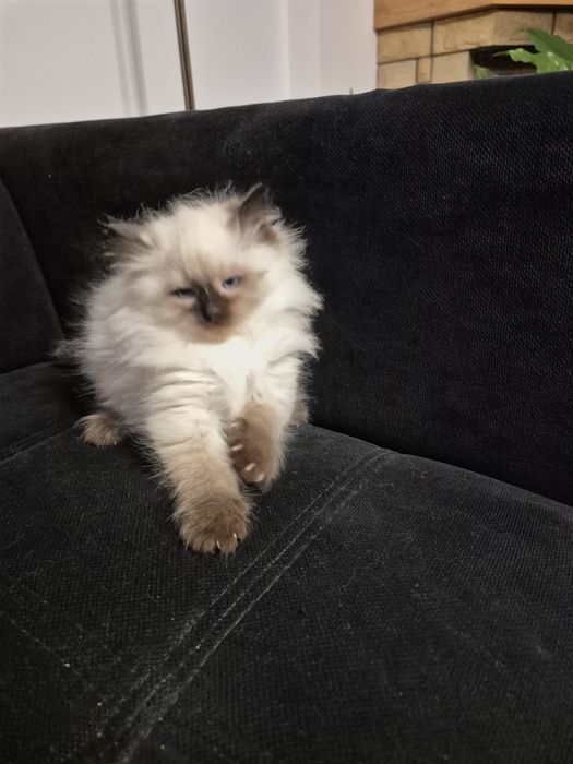 Kocurk Neva Masquarade