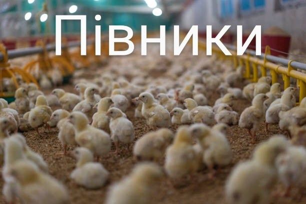 Когути Півники Півні, Курча Курчата Циплята