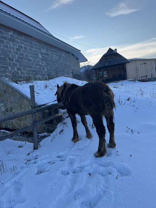 Продам файного коника