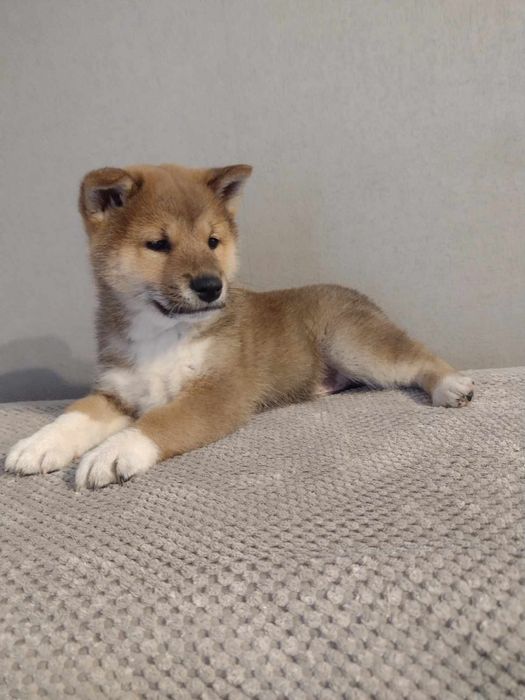 Shiba Inu piesek