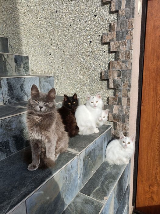 Кошенята в добрі руки